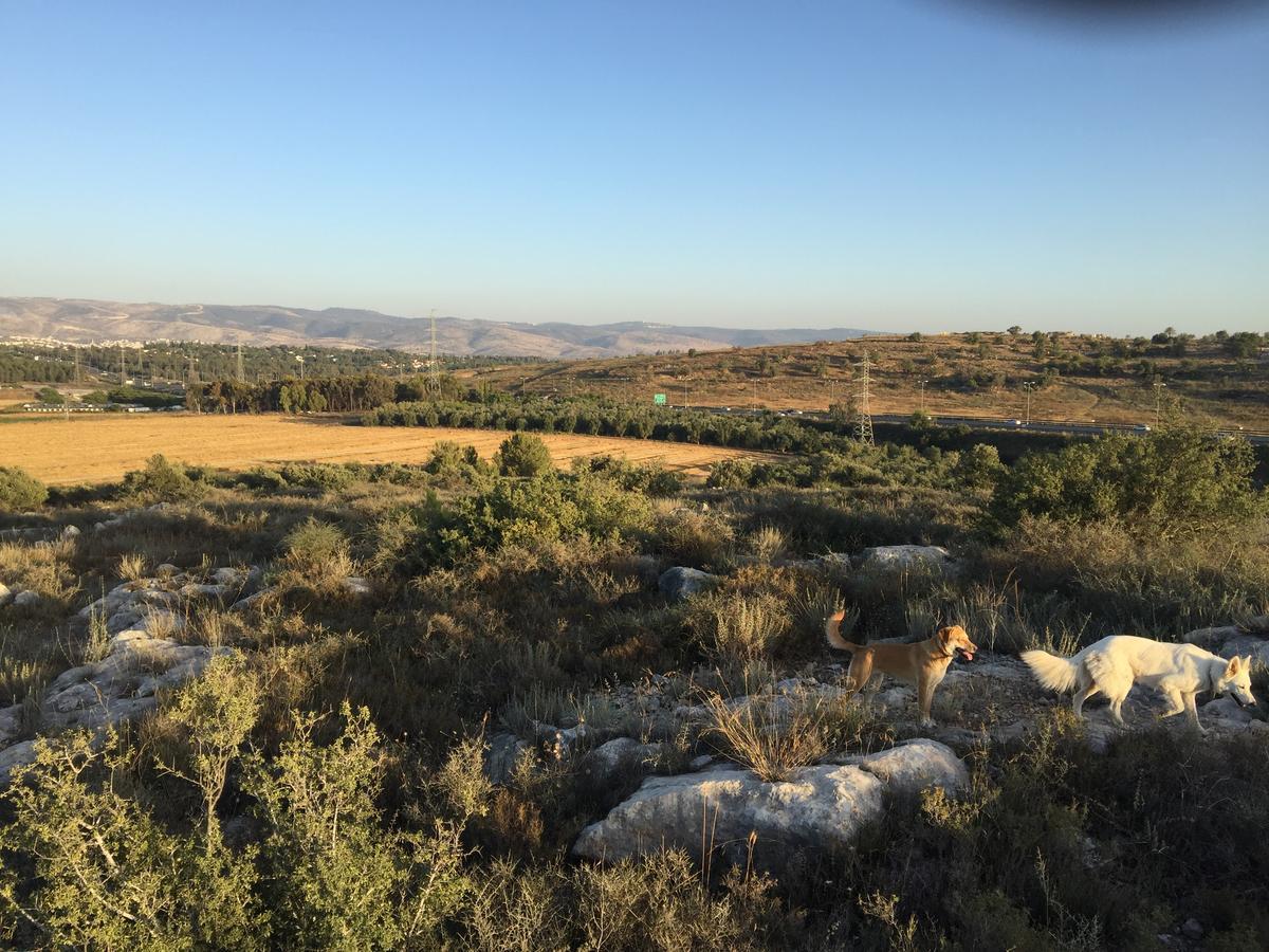 فيلا Peace Tent Kfar Rut المظهر الخارجي الصورة
